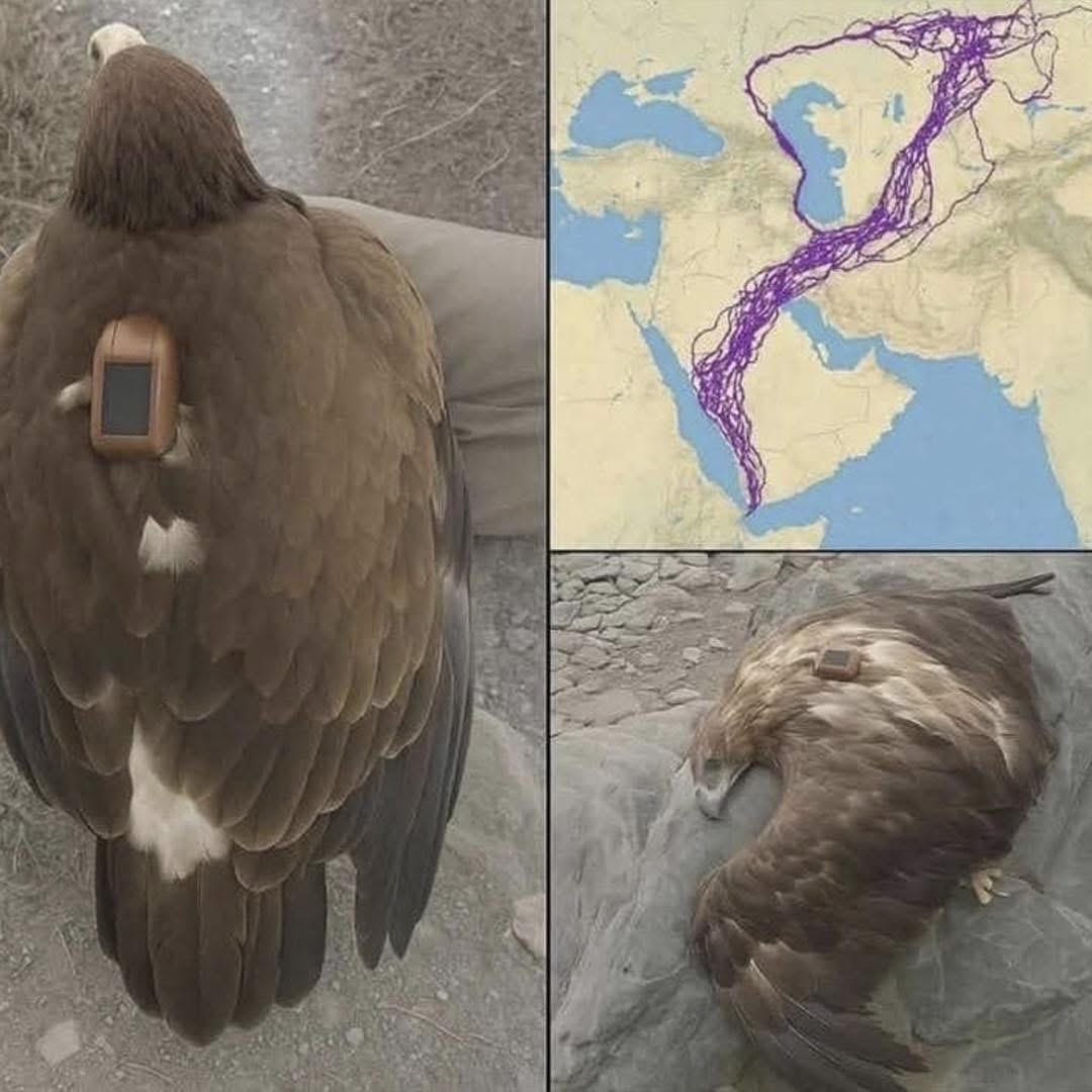 Águila equipada con GPS