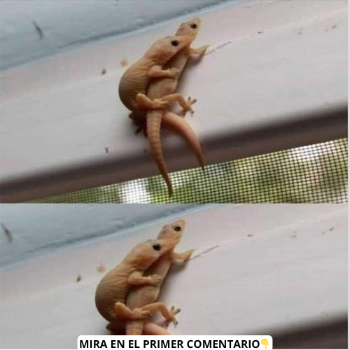 Geckos en una pared