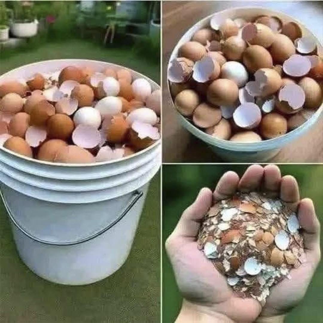 Cáscaras de huevo en cocción