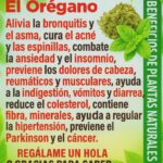 Descubre el Poder del Orégano: Beneficios para la Salud y Recetas Prácticas