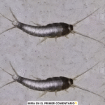 ¡Cuidado! Lo que Debes Saber Acerca de los Pececillos de Plata