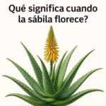 El Significado del Florecimiento de la Sábila: Una Mirada al Misterio de Esta Planta Milagrosa