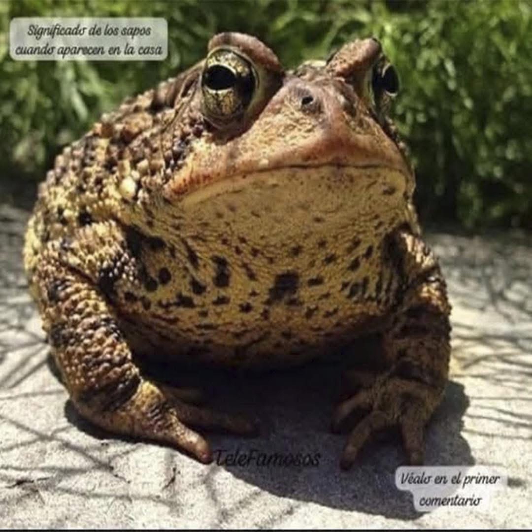 Sapo y su simbolismo