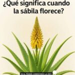 El Significado de la Florecencia de la Sábila y Sus Beneficios