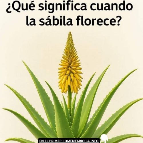 Floración de la Sábila