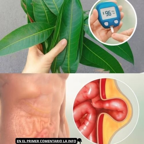 Hojas de mango y medición de glucosa