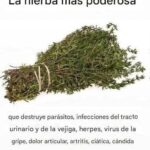 La Hierba Más Poderosa para Tu Salud: Remedios Naturales y Caseros