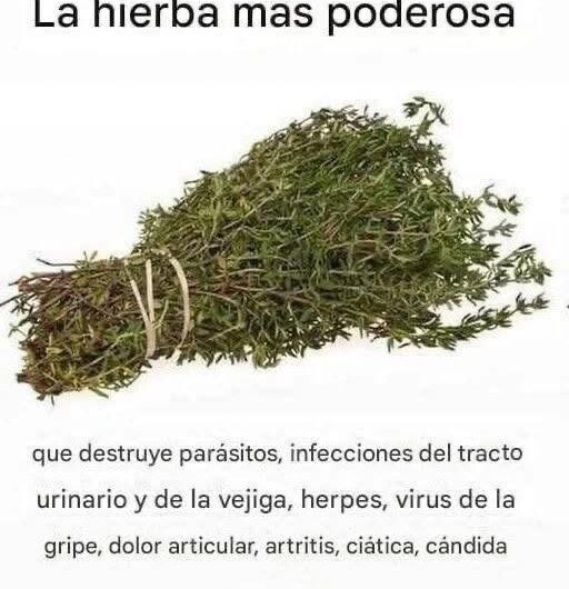 La Hierba Más Poderosa para Tu Salud: Remedios Naturales y Caseros
