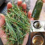 El Poder Oculto del Pino: Los Múltiples Beneficios de las Agujas de Pino