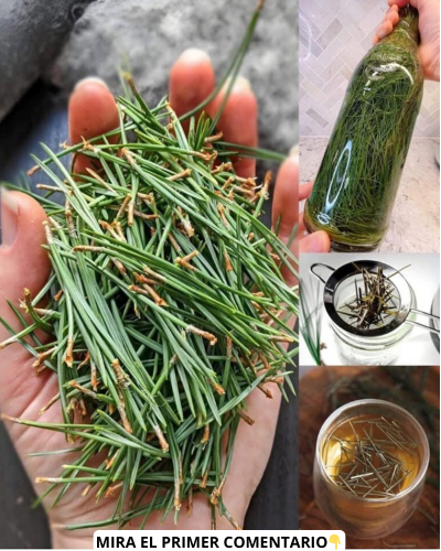 Preparación de infusión con agujas de pino