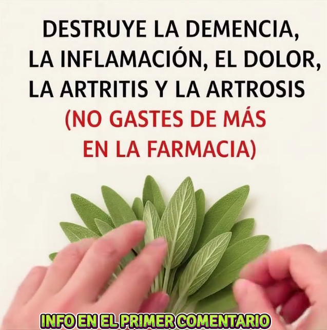 Hojas de salvia con propiedades medicinales