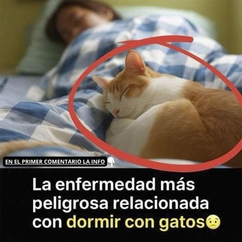Dormir con un gato