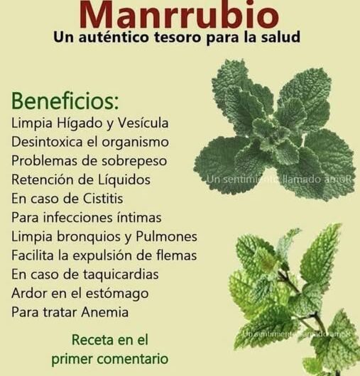 Beneficios de la Planta Manrrubio para la Salud