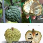Chirimoya: La Fruta Tropical con Oro en su Interior