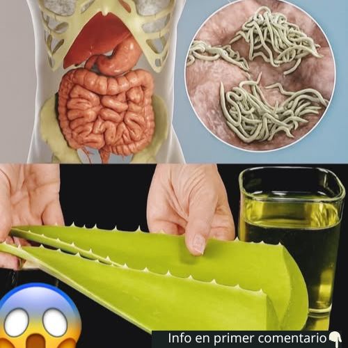 Aloe Vera y sus propiedades medicinales