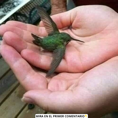 Colibrí descansando