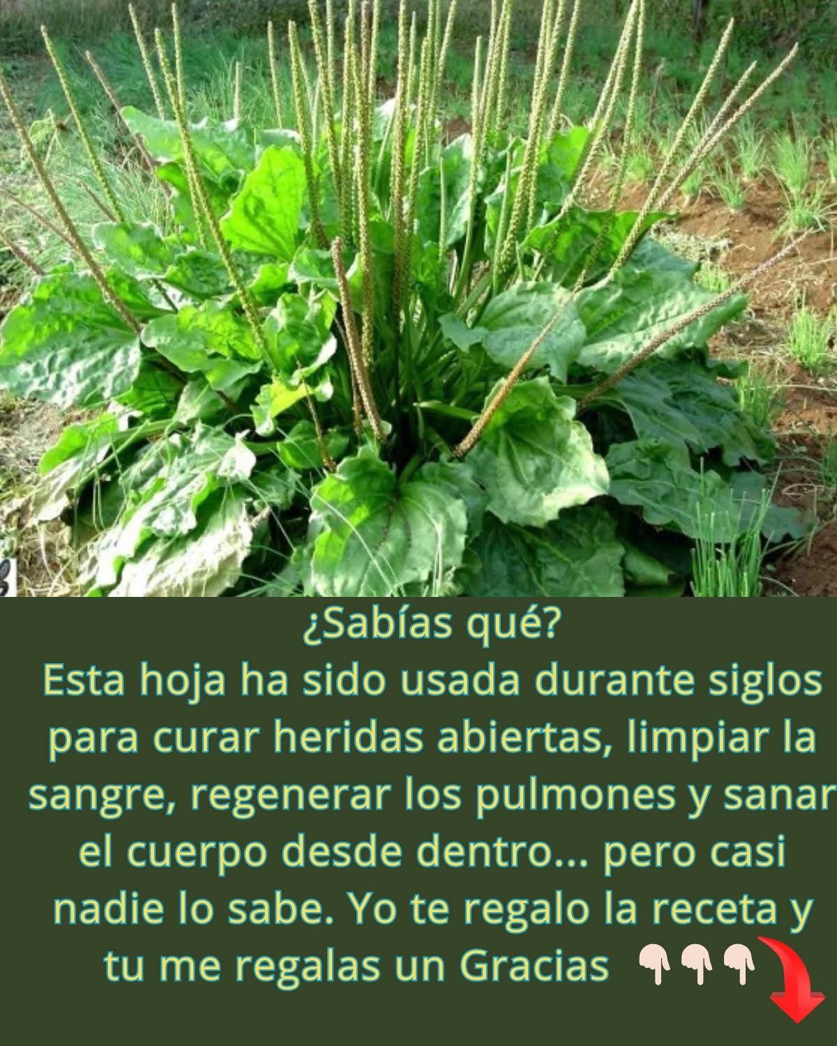 Hoja de Llantén