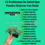 Los Múltiples Beneficios de la Ruda: Remedios Naturales Efectivos