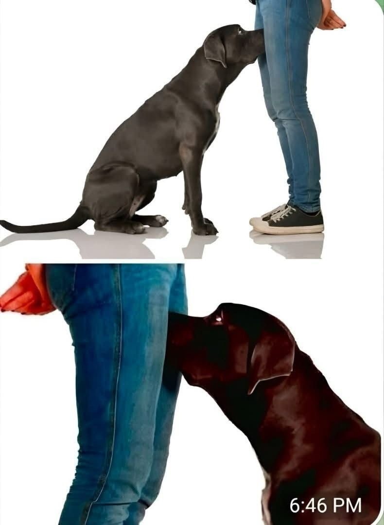 Perro oliendo una parte íntima