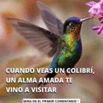 Colibríes: Mensajeros de Amor y Bienestar Natural