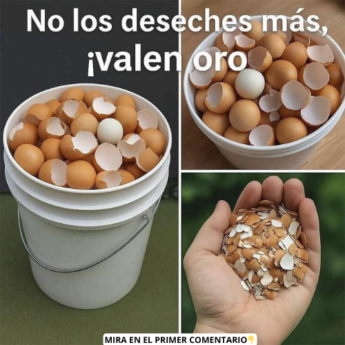 Cáscaras de Huevo