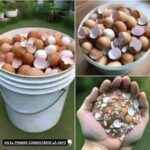 Descubre los Beneficios de Hervir las Cáscaras de Huevo: Una Guía Completa