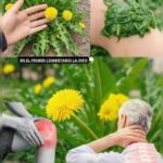 El Diente de León: Un Tesoro Natural para la Salud y el Bienestar