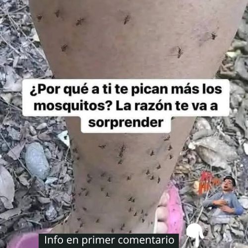 Legs with Mosquitoes