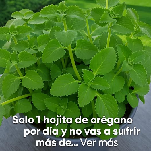 Té de orégano para todo: descubre sus beneficios y propiedades medicinales