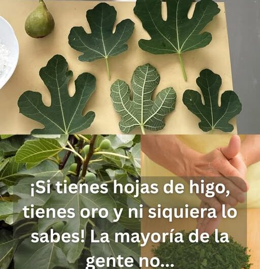 Todos aman los higos, pero los verdaderos beneficios están en sus hojas