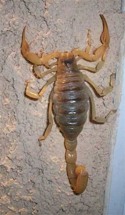 Alacrán en el hogar