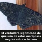 Significado de la Visita de Mariposas Negras: Un Mensaje de la Naturaleza
