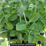 Los Beneficios del Orégano: Un Héroe Natural para Tu Salud