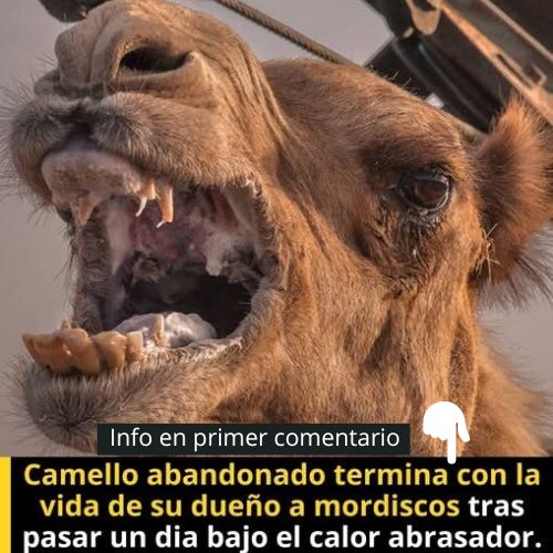 Camello sufrido por el calor