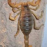 El Alacrán en Casa: Un Mensaje de la Naturaleza y Cómo Actuar