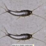 Pececillos de Plata: Mitos y Verdades