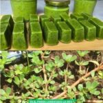 Verdolaga: La Mina de Oro de la Salud y la Cocina