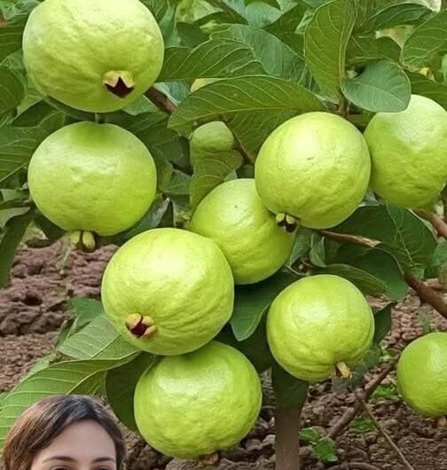 Guayaba: El Tesoro Nutritivo que Debes Tener en Casa