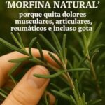 El Poder del Romero: La Morfina Natural que Transforma Tu Salud