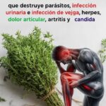 Descubre el Poder del Tomillo: La Hierba Más Potente para tu Salud