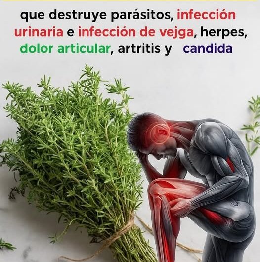 Descubre el Poder del Tomillo: La Hierba Más Potente para tu Salud