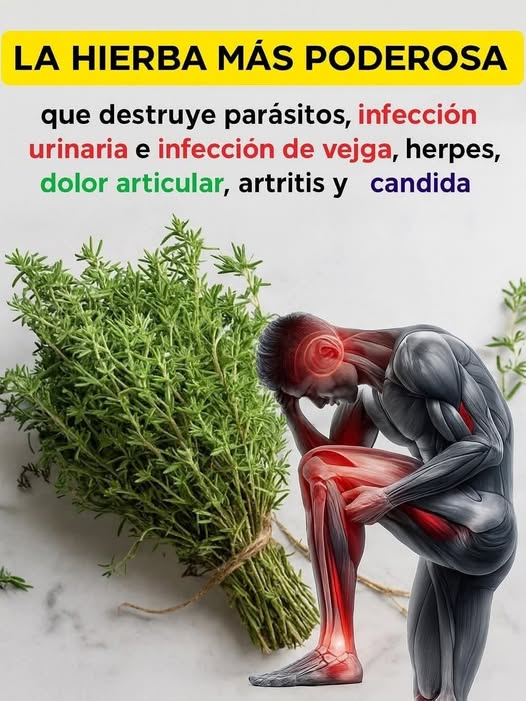 Tomillo, la hierba más poderosa