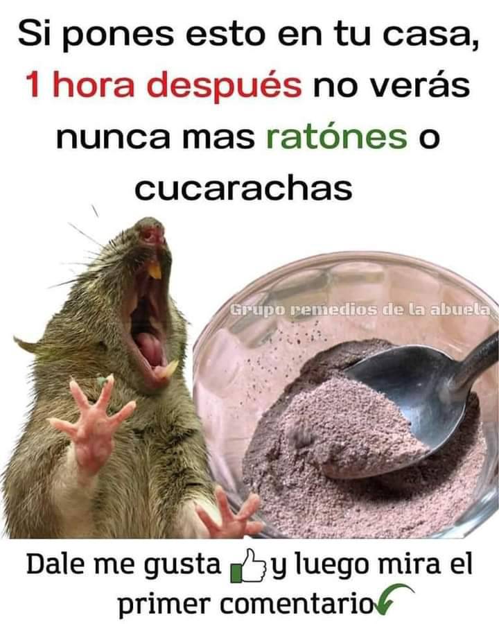 Remedios caseros para eliminar ratones y cucarachas