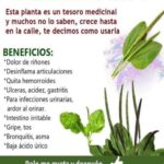 El Llantén: Un Tesoro Medicinal a Tu Alcance