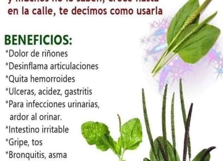 El Llantén: El Tesoro Medicinal que No Debe Faltar en Tu Hogar