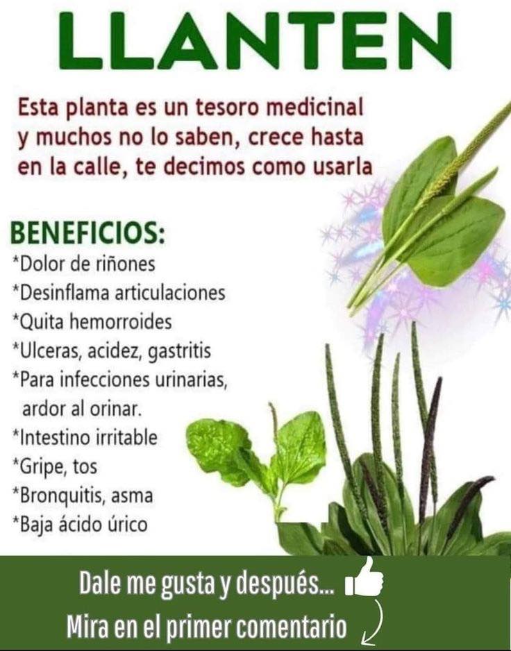 Llantén, planta medicinal
