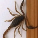 ¿Sabías que los Alacranes Te Visitan? Descubre su Significado