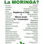 Moringa: La Planta Milagrosa y su Receta Tradicional