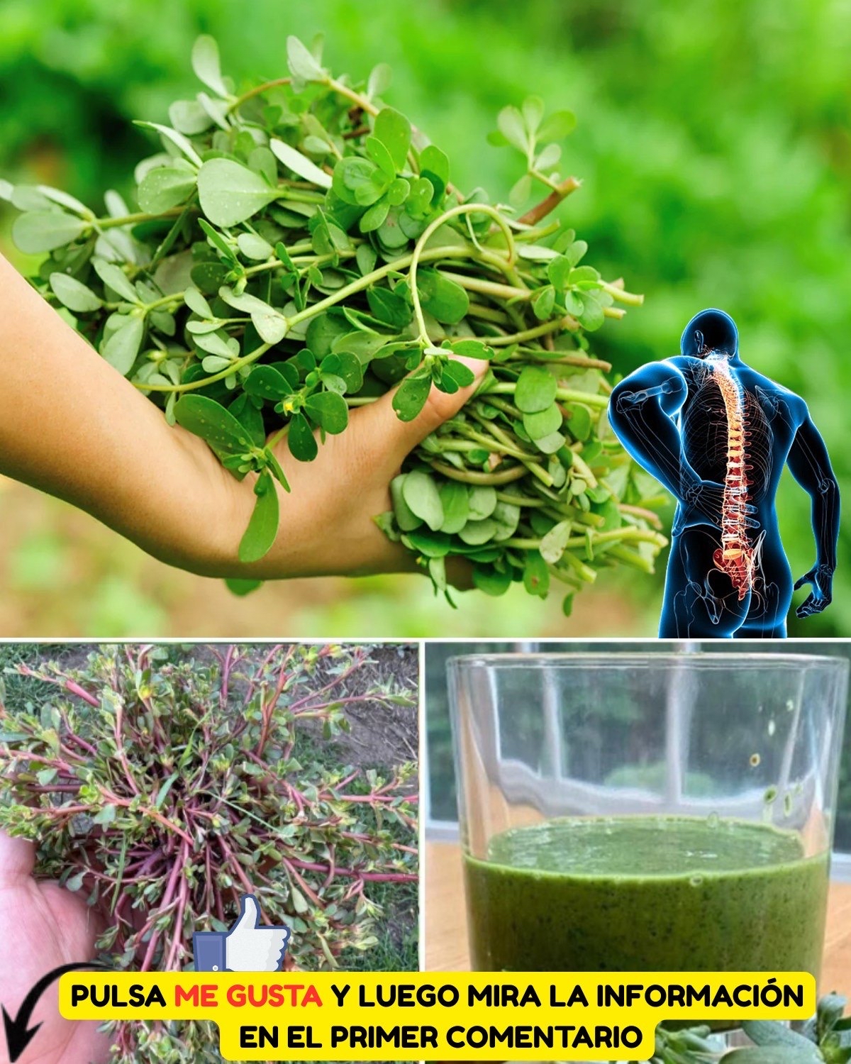 Verdolaga, una planta saludable