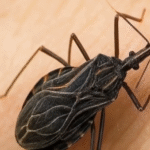 Peligros Ocultos en Casa: La Chinche Picuda y Cómo Protegerte